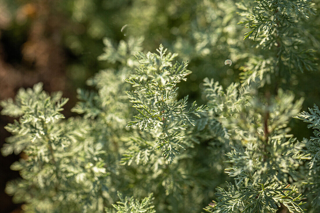 Artemisia absinthium