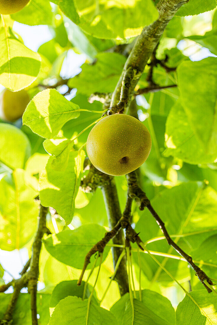 Pyrus pyrifolia