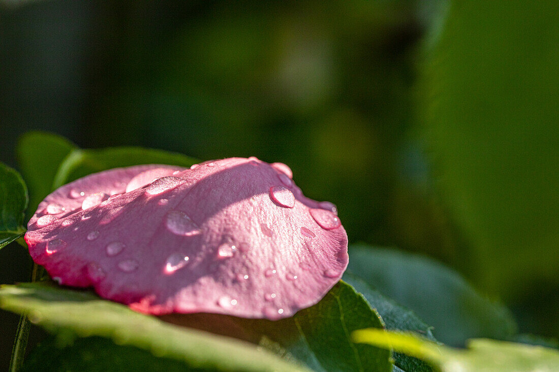 Rose petal with water drop