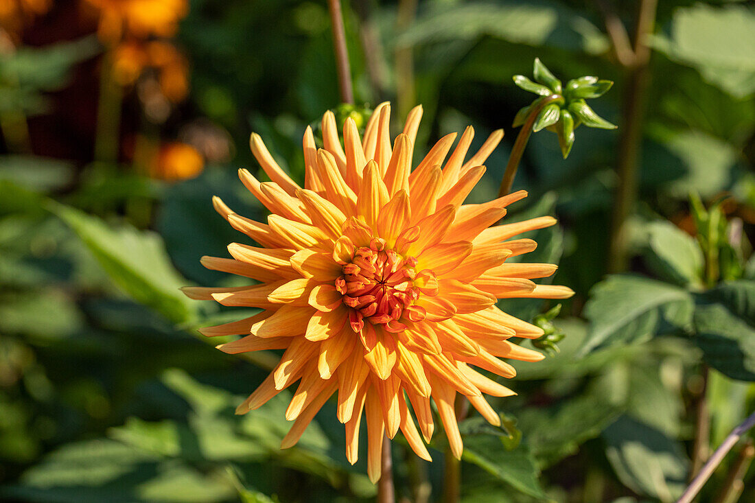 Dahlia Cactus