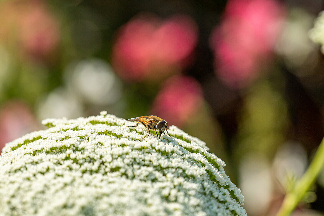 Insect on flower