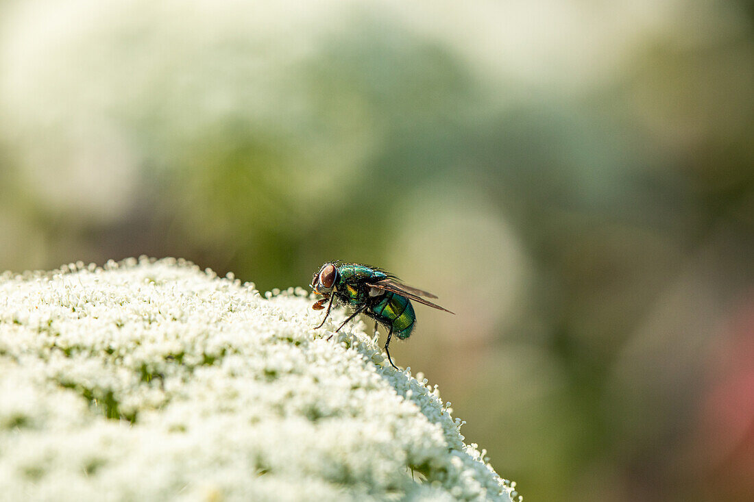 Fly on flower