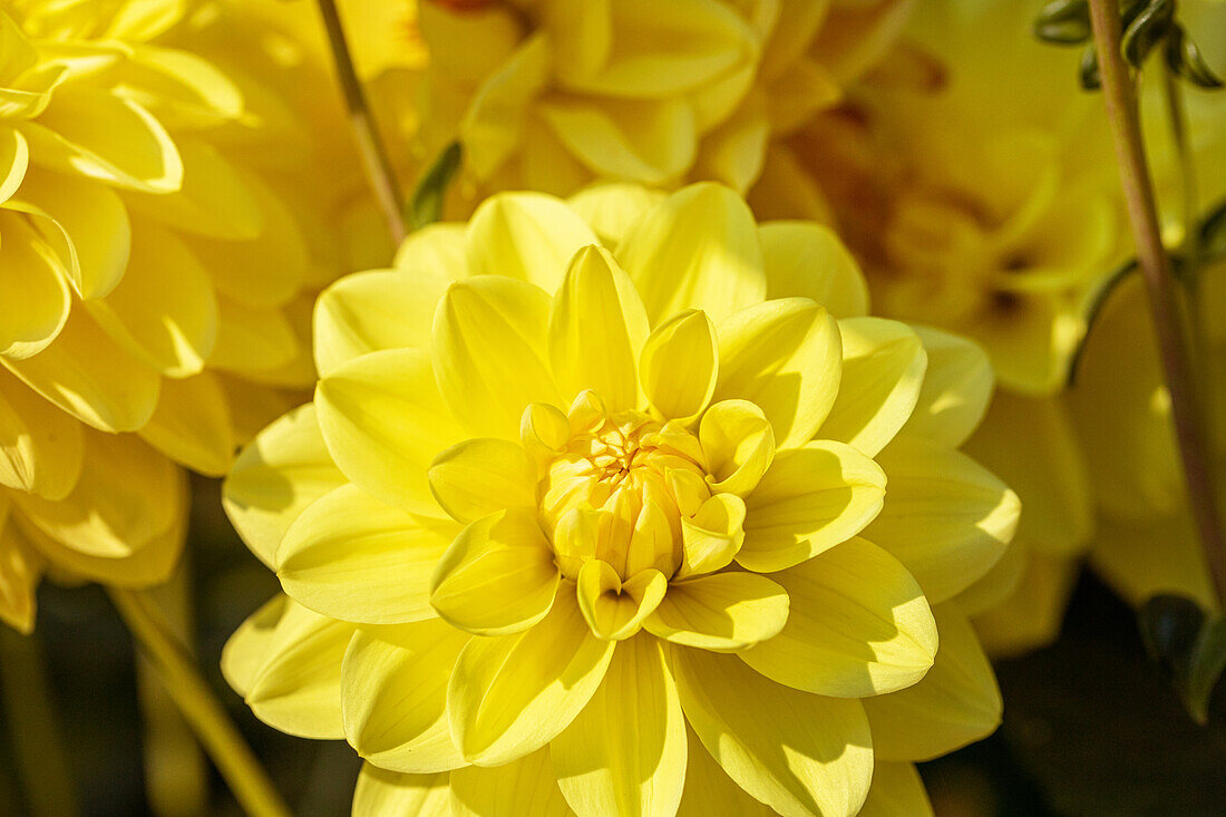 Dahlia, yellow