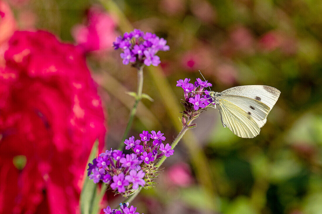 Schmetterling auf Blüte