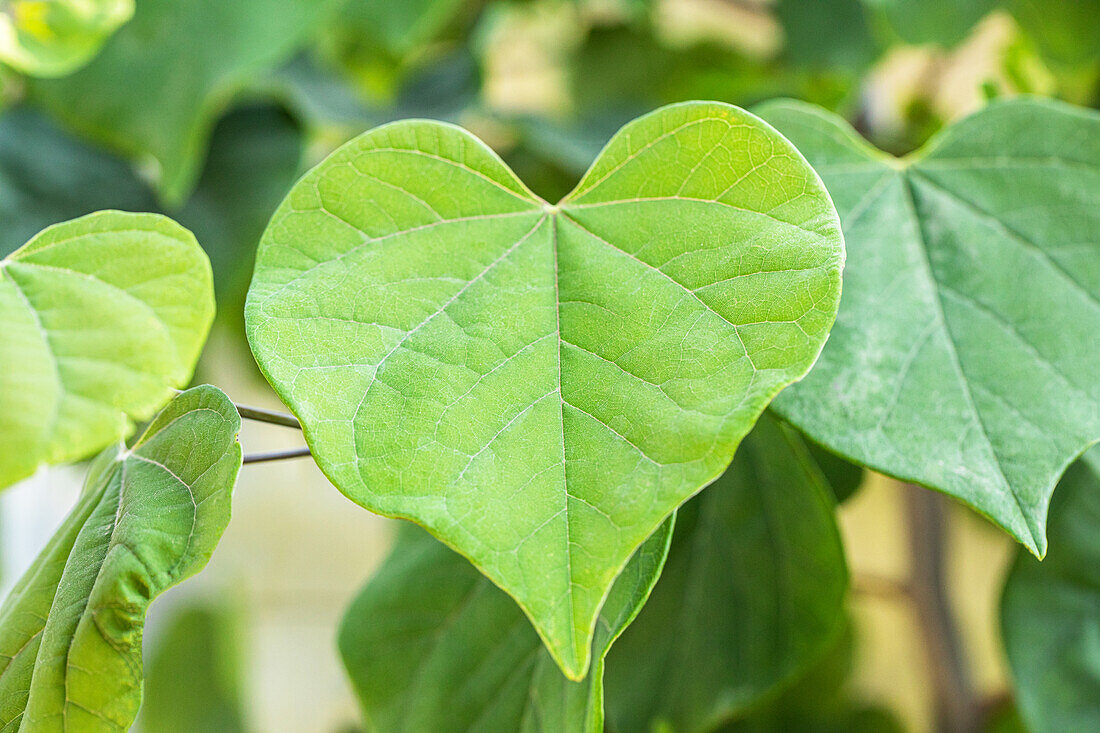 Cercis canadensis 'Cascading Hearts'