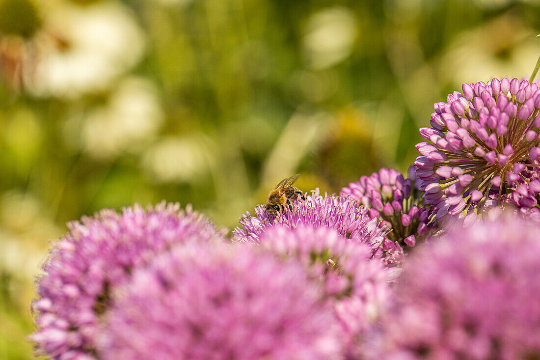 Biene auf Zierlauchblüte