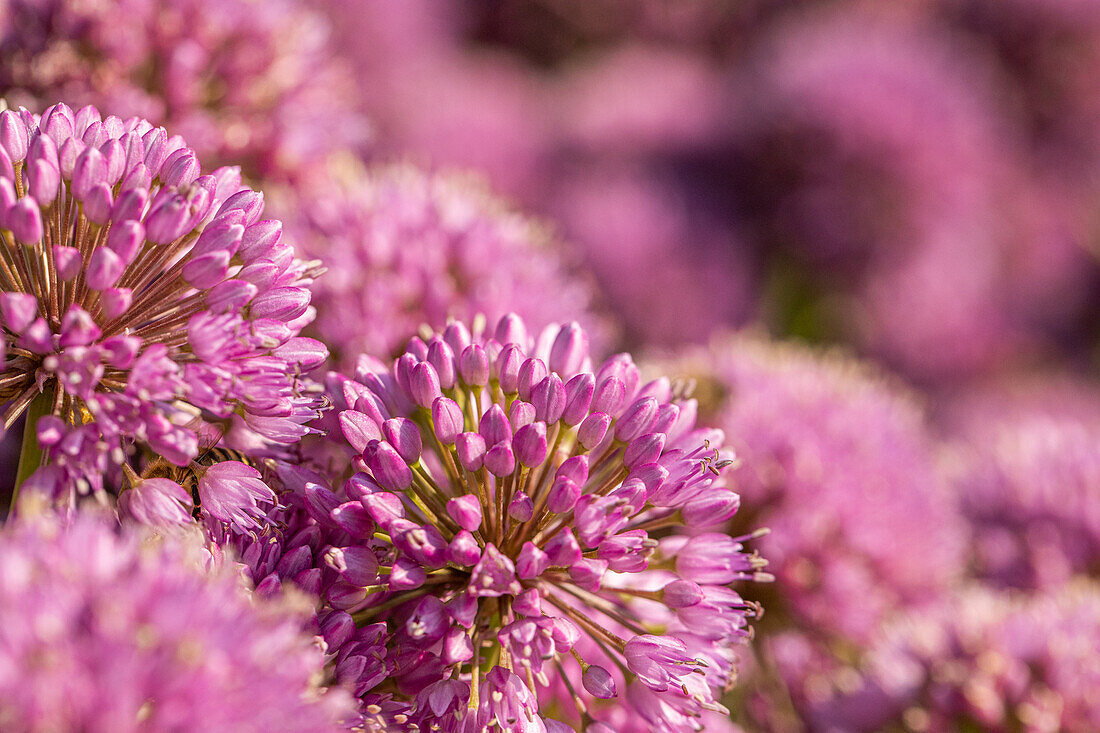 Allium aflatunense