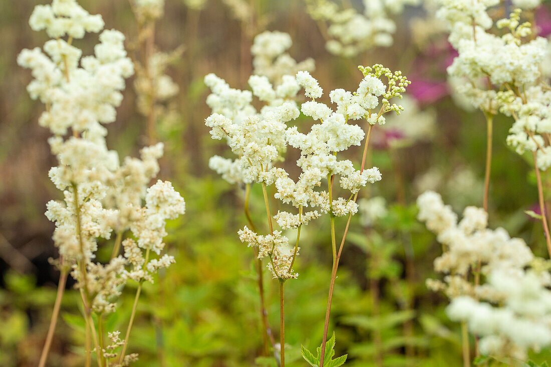 Filipendula ulmaria 'Plena'