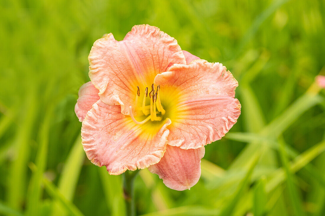 Hemerocallis 'Classic Romance