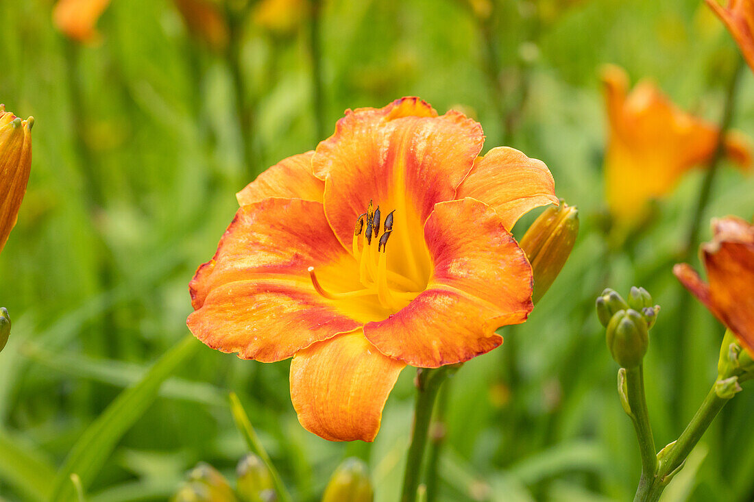 Hemerocallis, orange