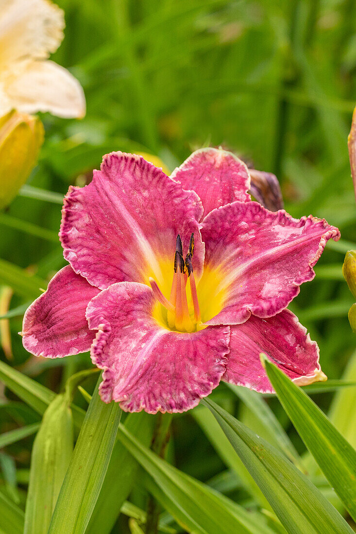 Hemerocallis 'Earth Music'