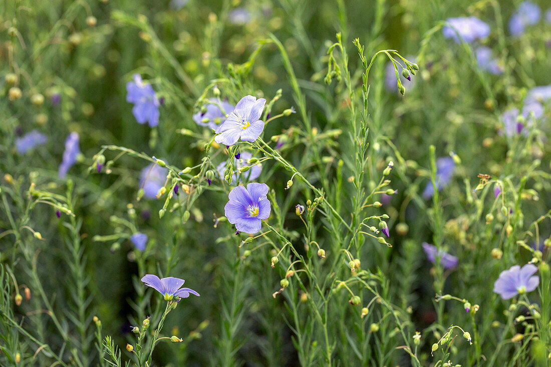 Linum perenne