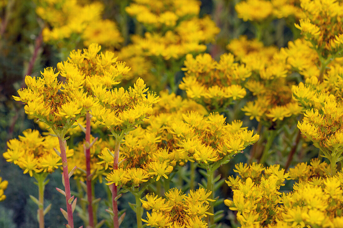 Sedum reflexum