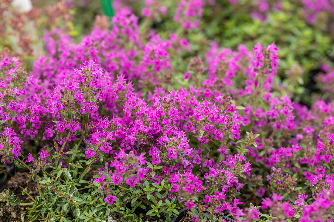 Thymus serpyllum 'Purple Beauty'