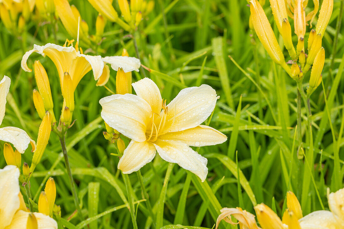 Hemerocallis 'Cream'