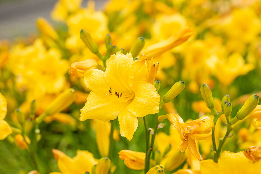 Hemerocallis Hot Stuff