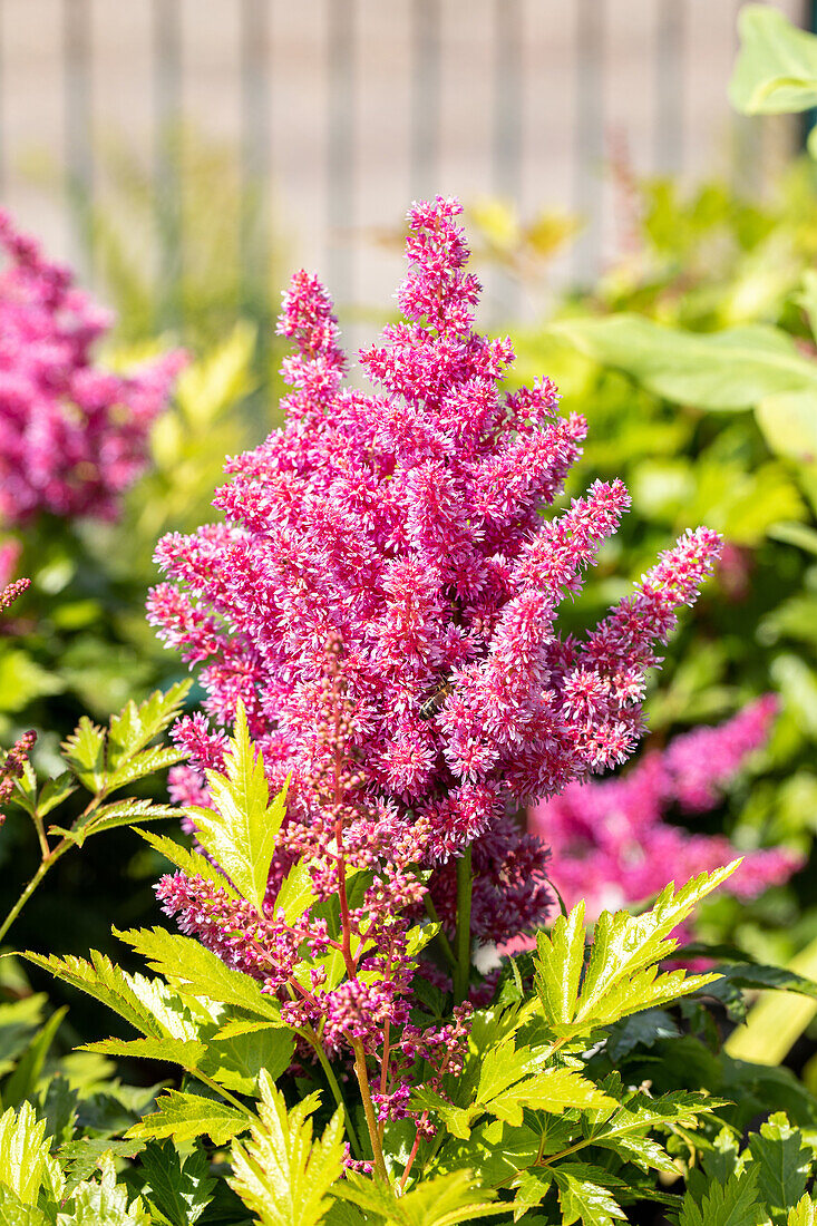 Astilbe japonica 'Mainz'