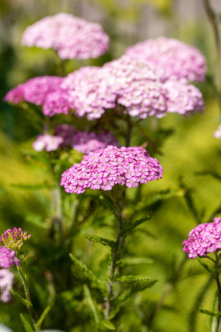 Achillea millefolium 'Apple Blossom