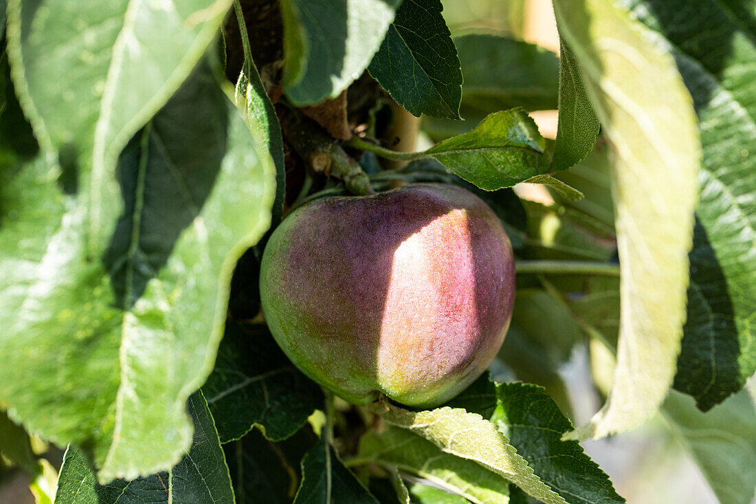 Malus domestica 'Starline® Blue Moon'.