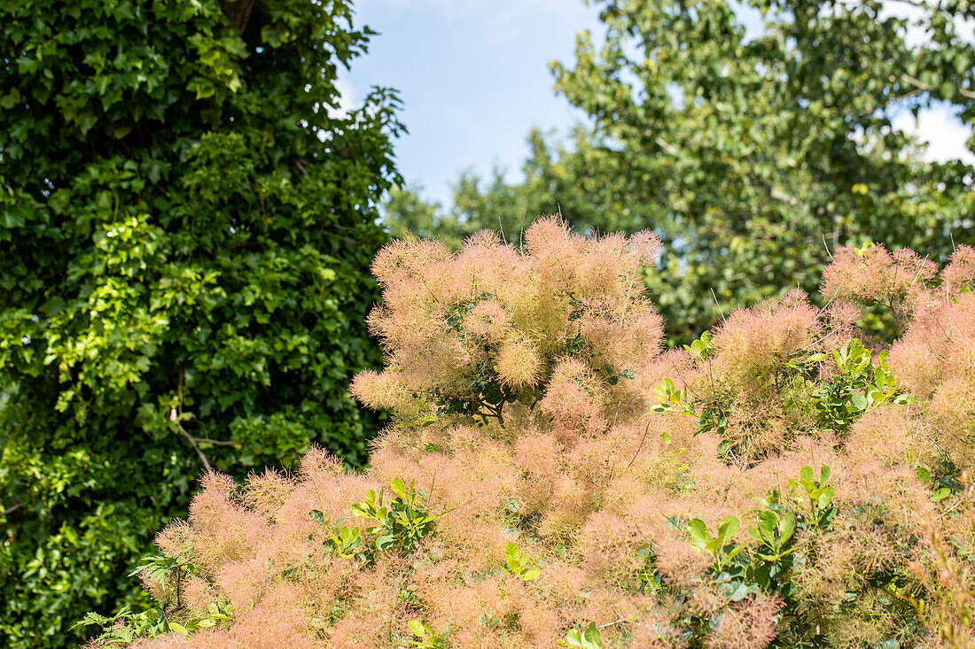 Cotinus coggygria