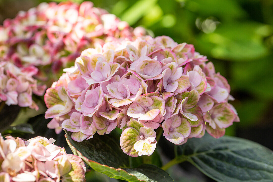 Hydrangea macrophylla 'Magical Revolution'®