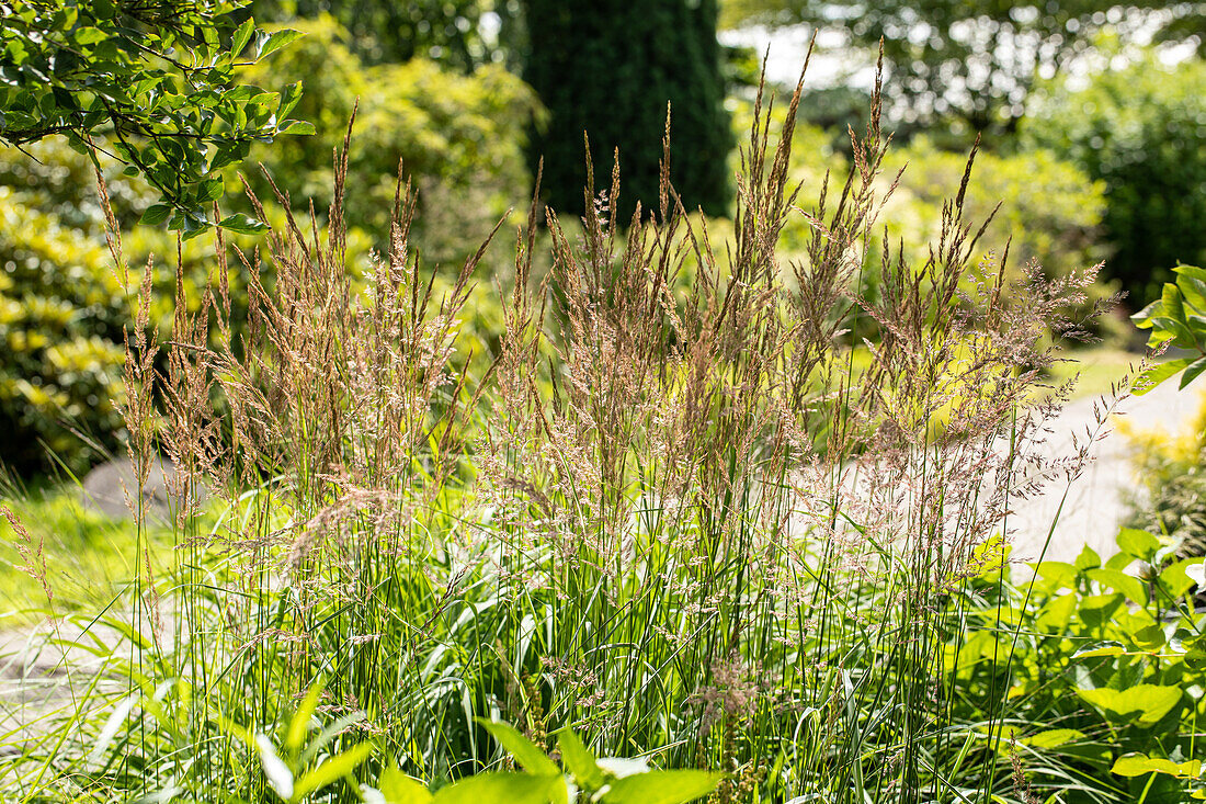 Ornamental grasses