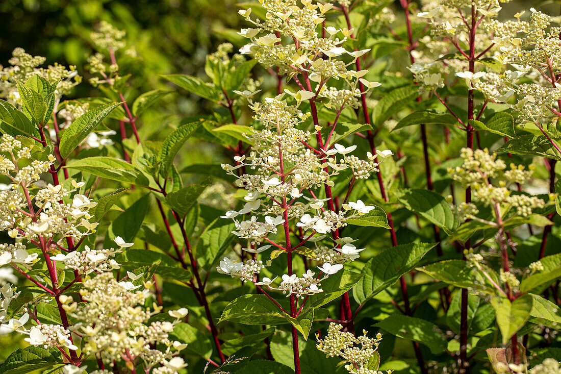 Hydrangea paniculata 'Burgundy Lace'