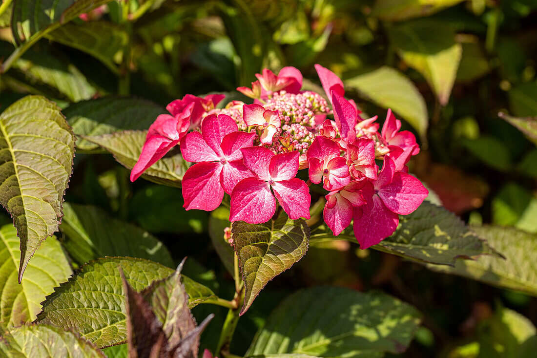 Hydrangea macrophylla, red plate flowers