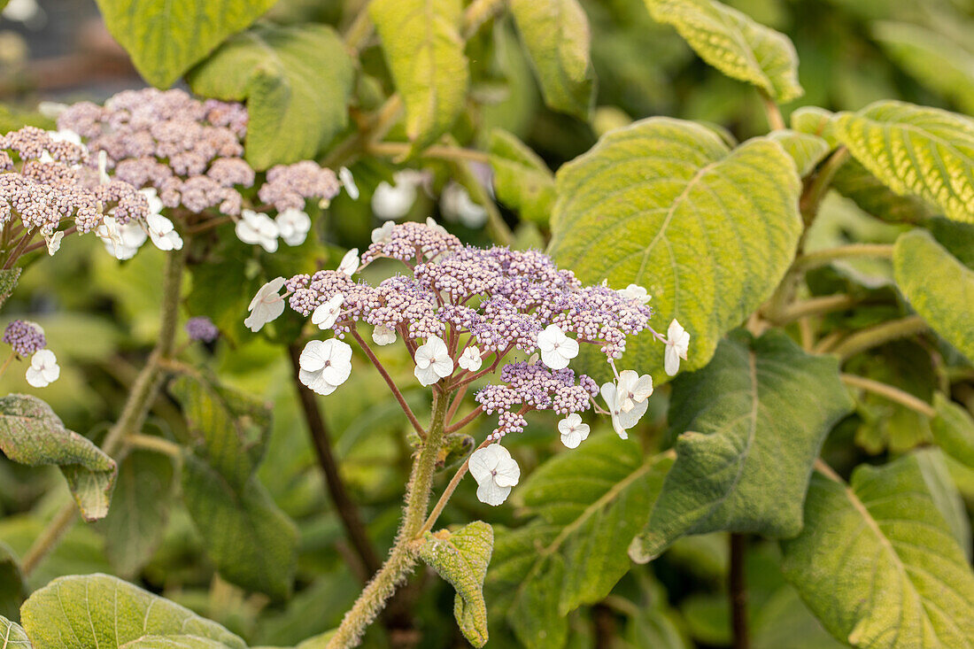 Hydrangea aspera ssp. sargentiana