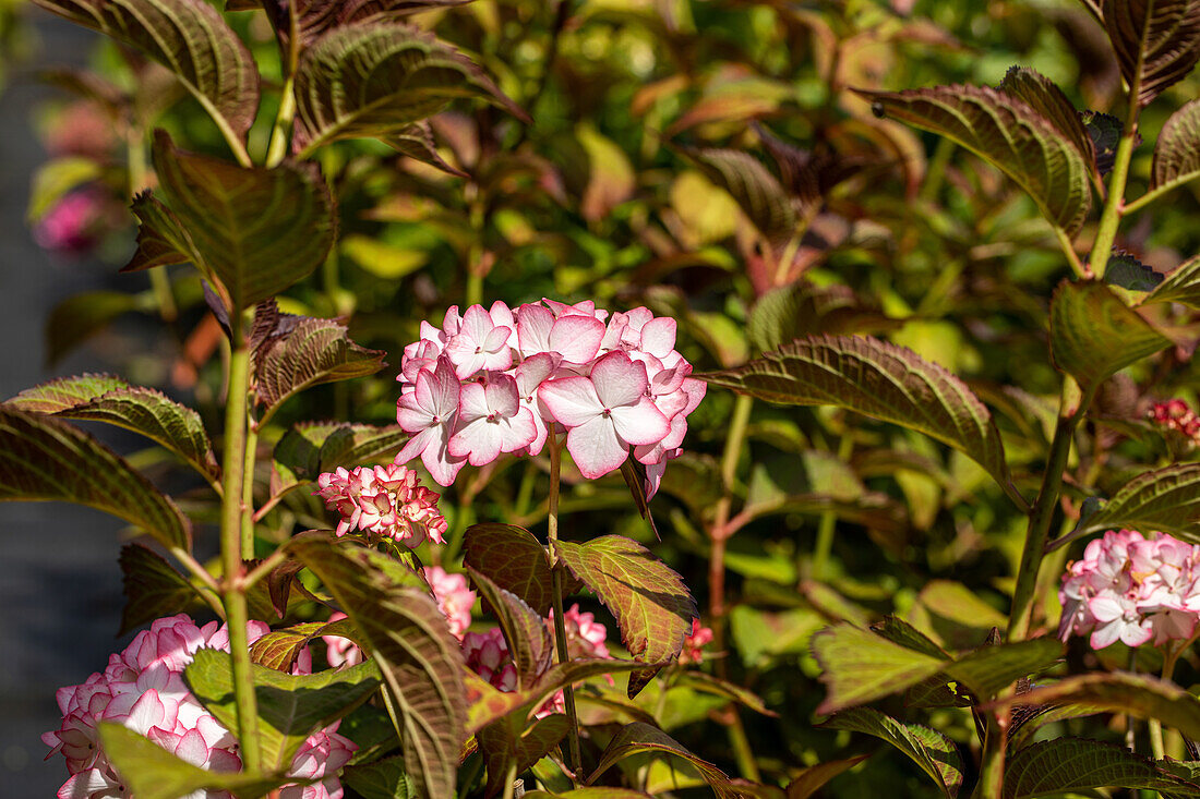 Hydrangea macrophylla 'Mirai'®