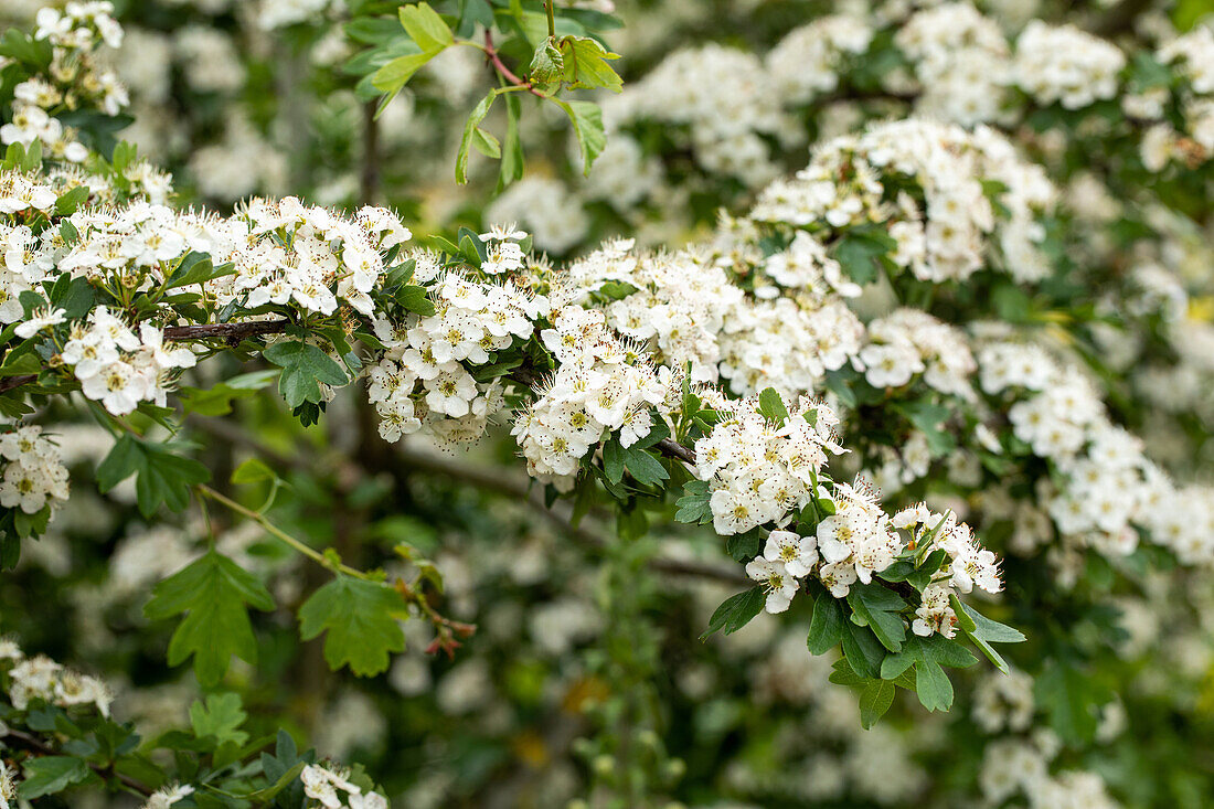 Crataegus laevigata