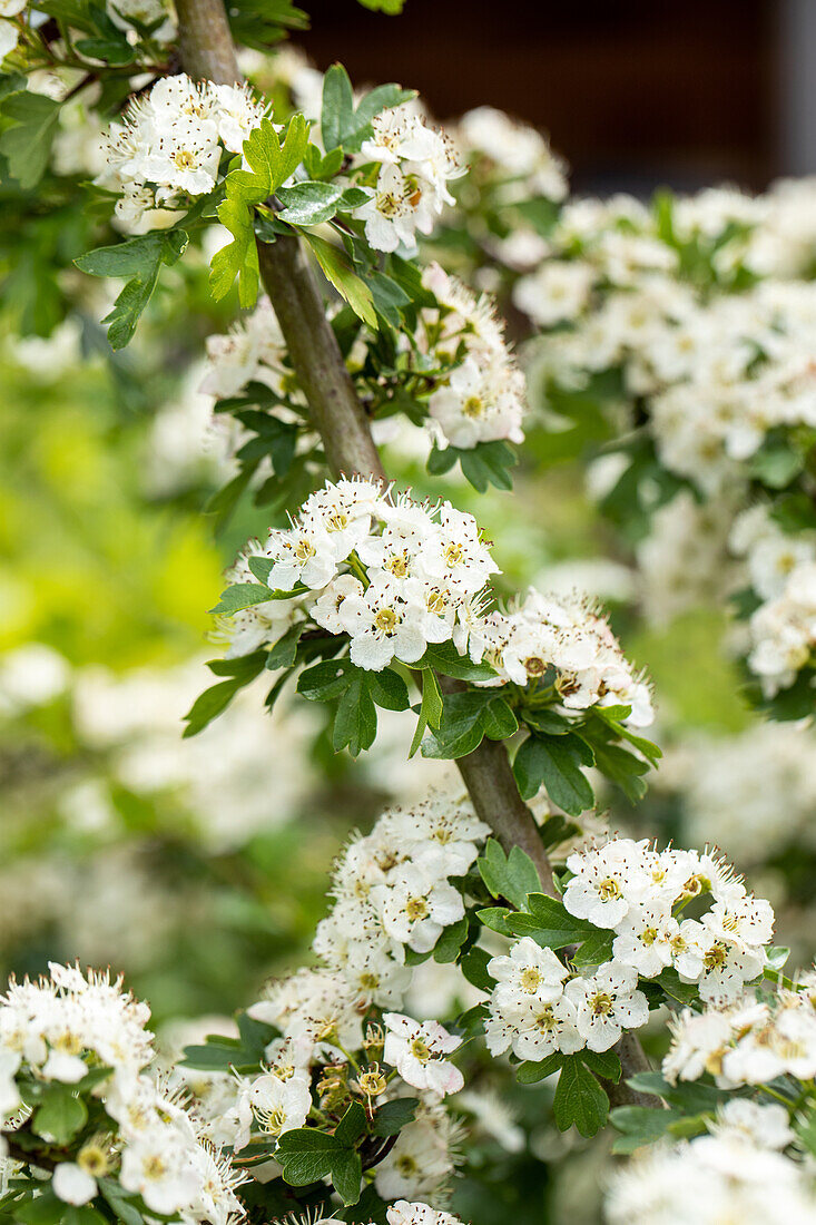 Crataegus laevigata