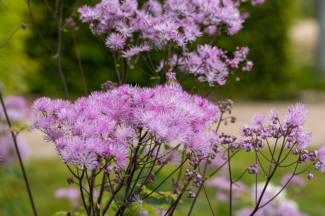 Thalictrum aquilegifolium