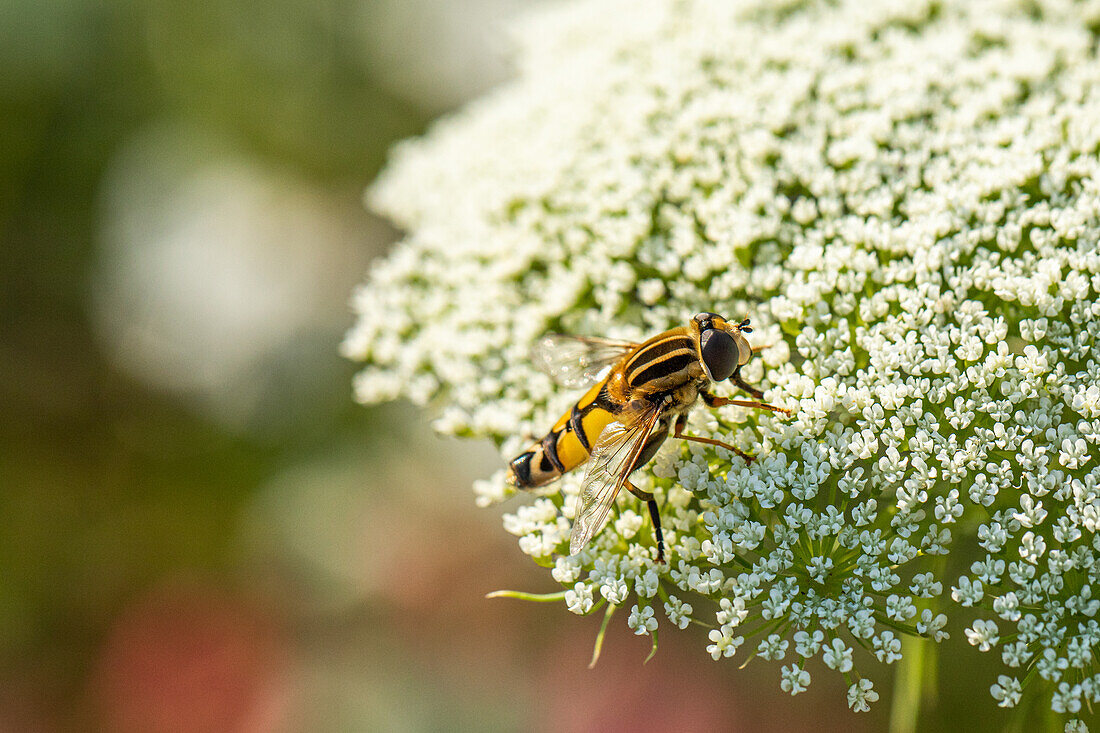 Hoverfly on flower