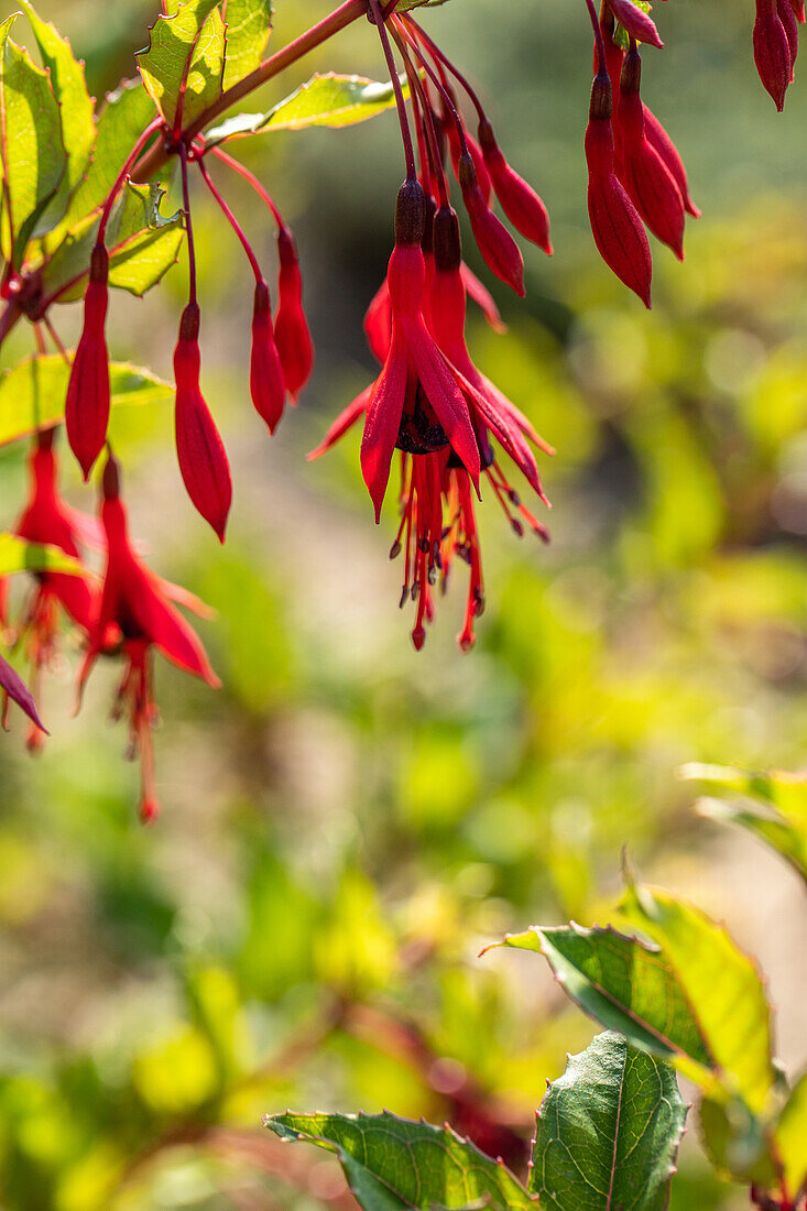 Fuchsia magellanica var. gracilis