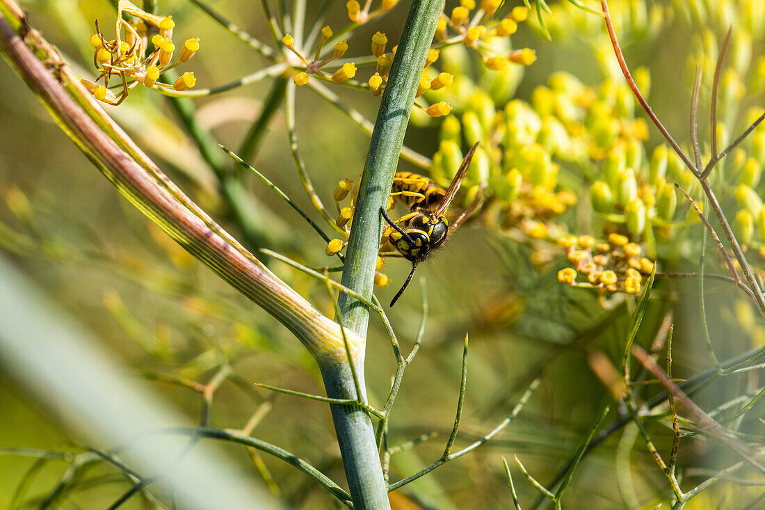 Wasp on plant