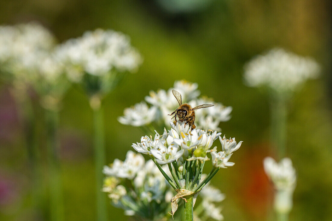 Allium neapolitanum