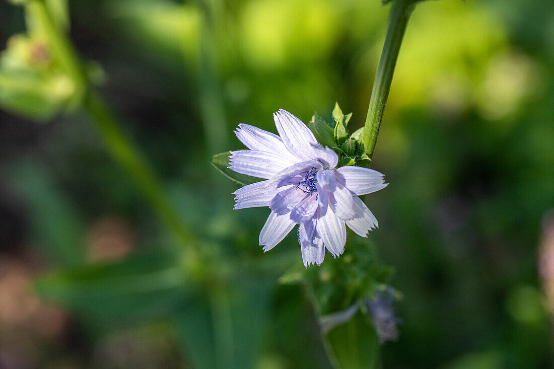 Cichorium intybus