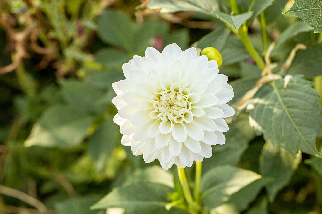 Dahlia, weiß