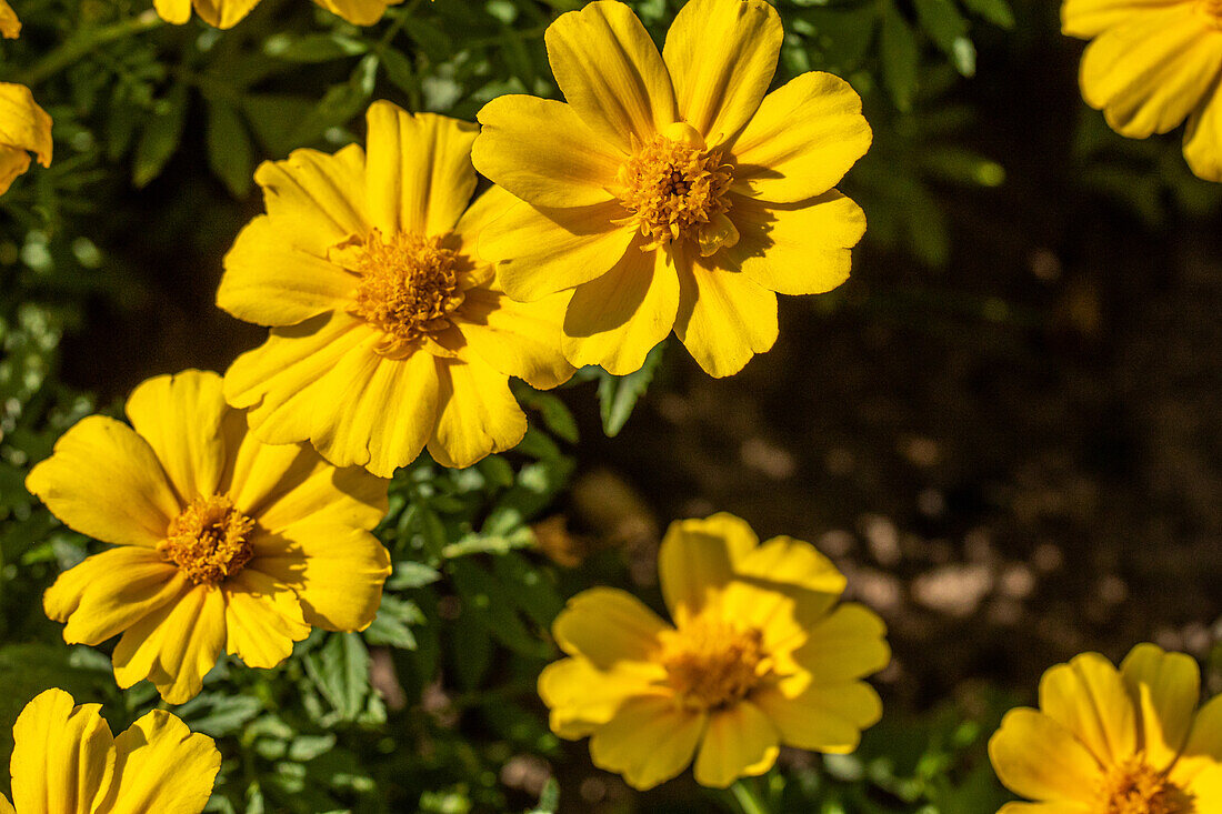 Tagetes erecta, yellow