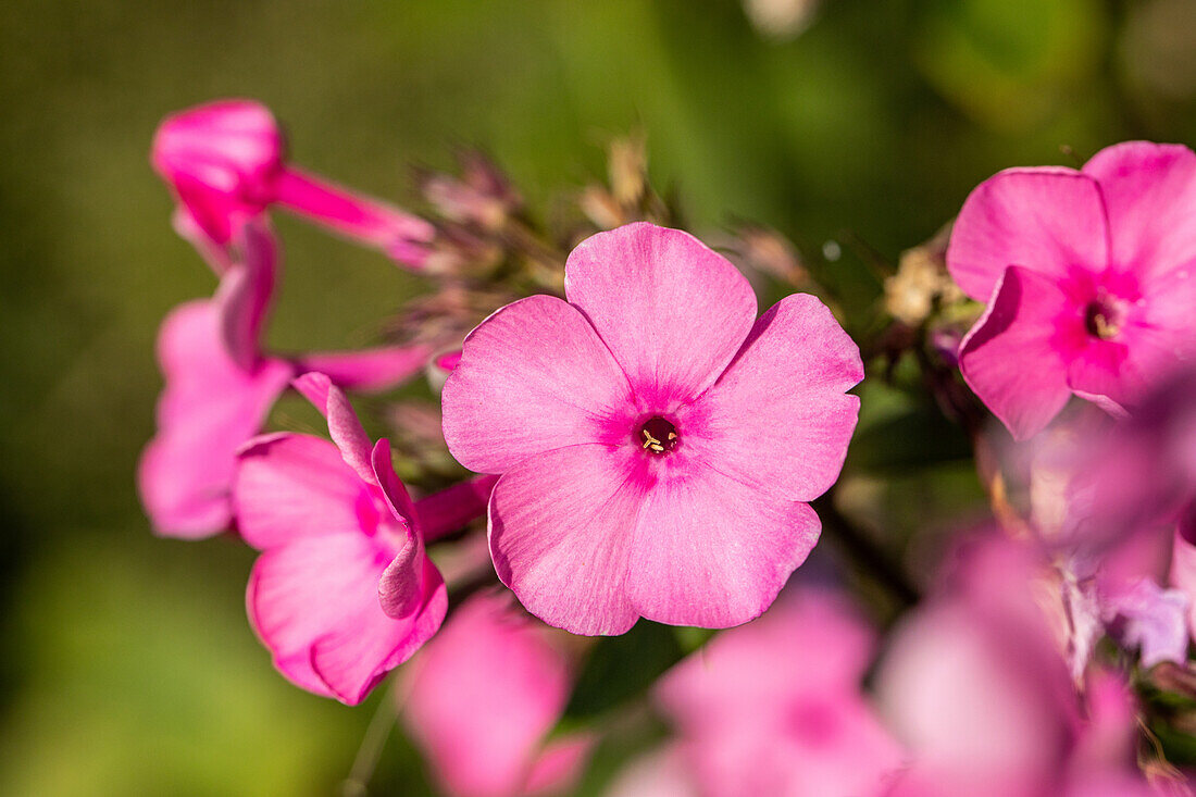 Phlox paniculata, pink