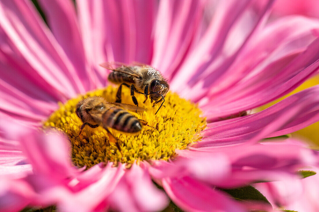 Bees on flower