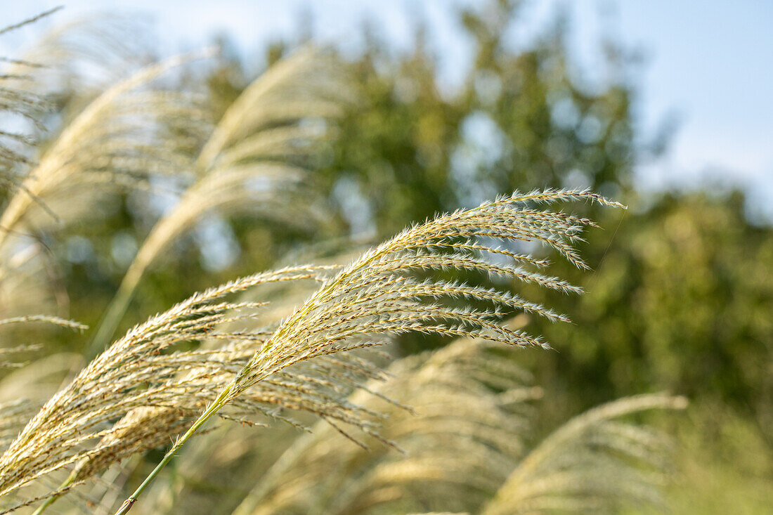 Miscanthus sinensis 'Kleine Fontäne'