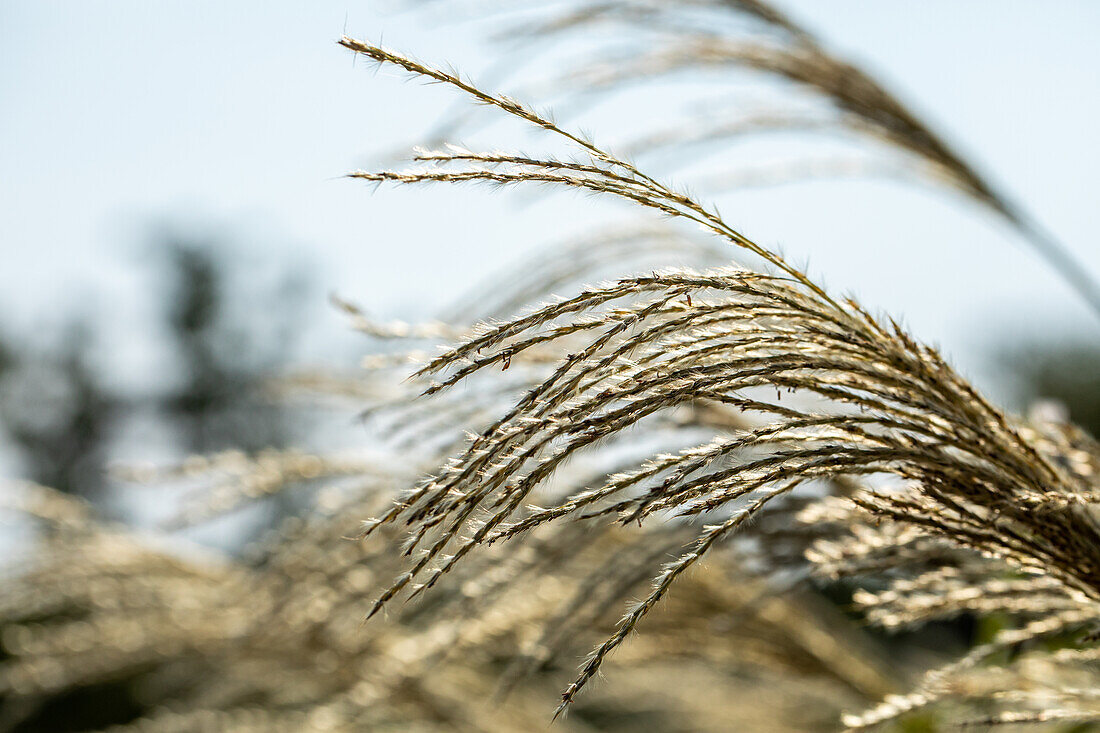 Miscanthus