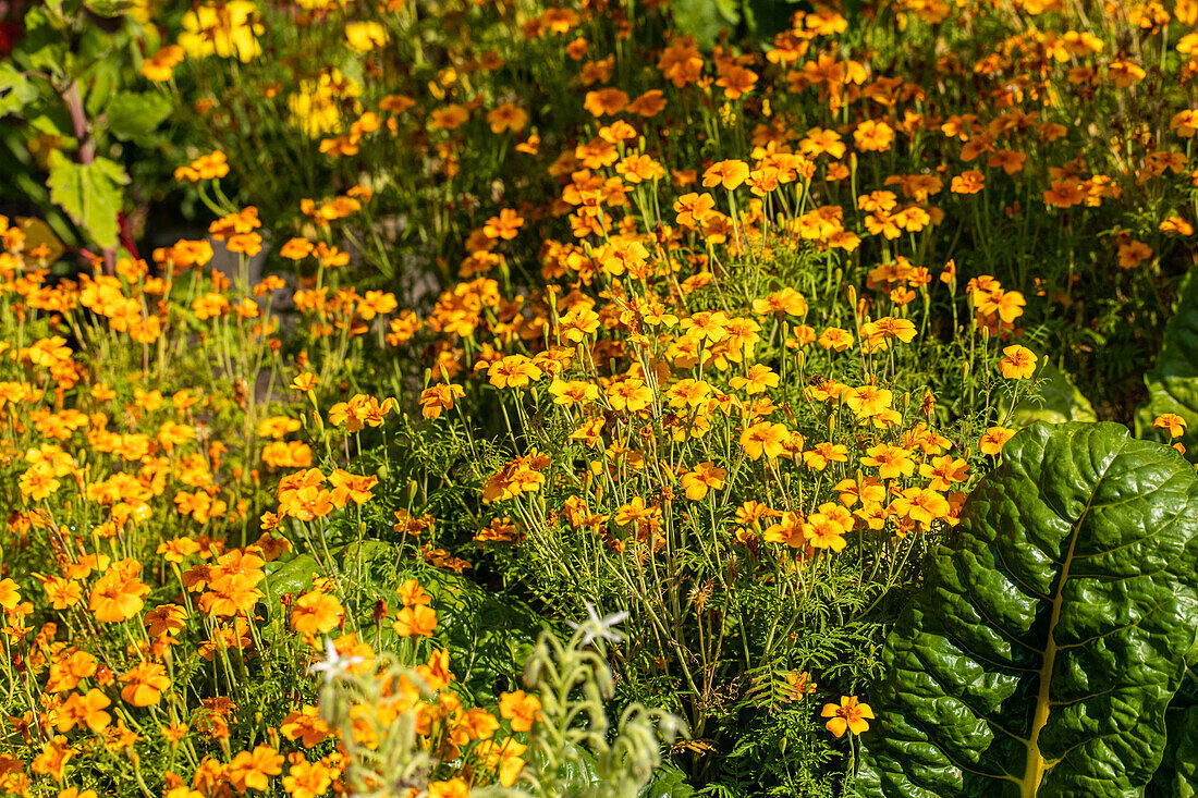 Tagetes tenuifolia