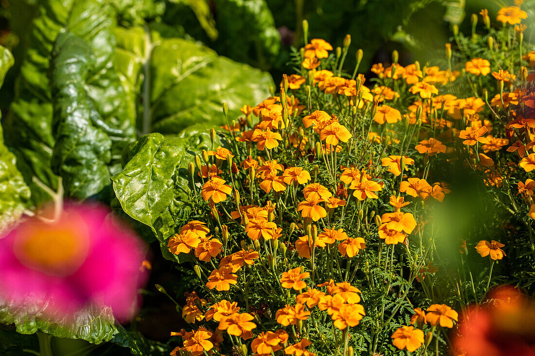 Tagetes tenuifolia