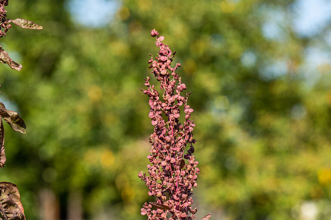 Rumex