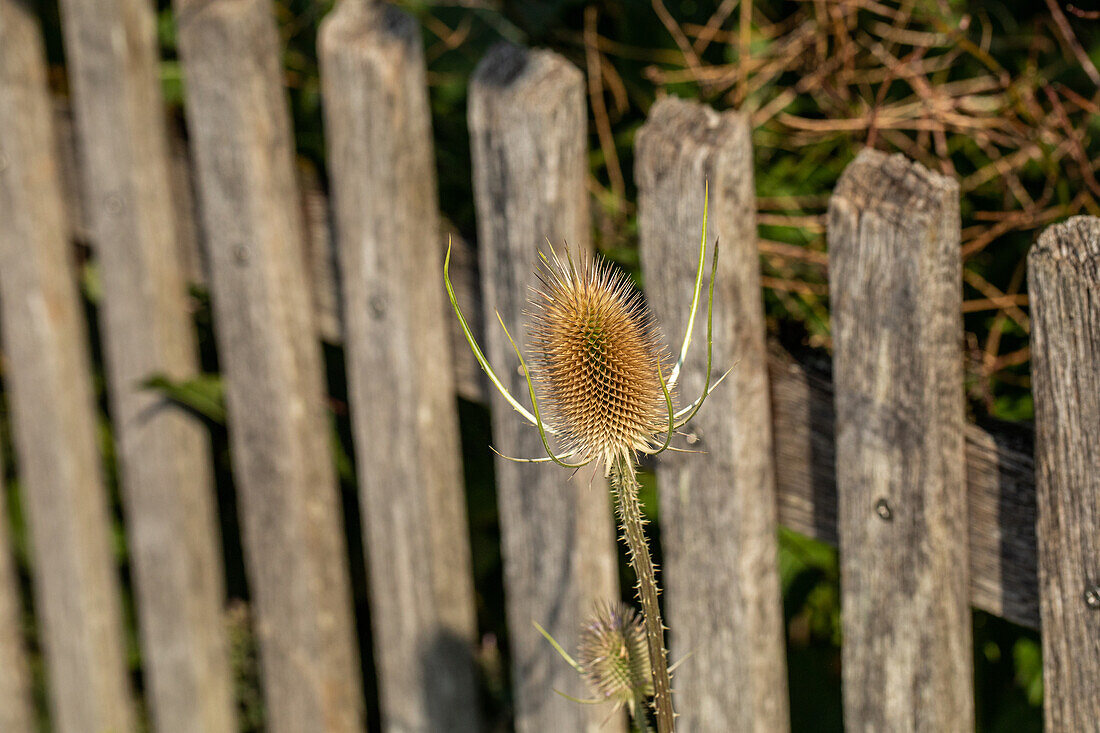 Dipsacus sativus