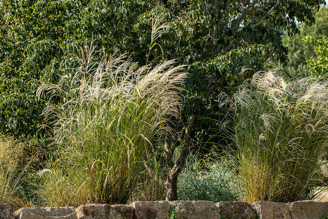 Miscanthus sinensis