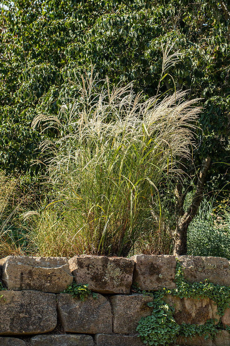 Miscanthus sinensis